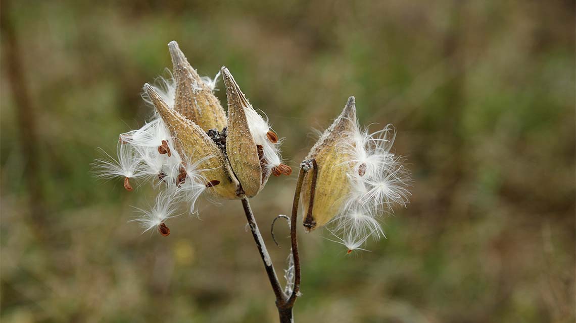 A plant is ejecting seeds out of large pods.