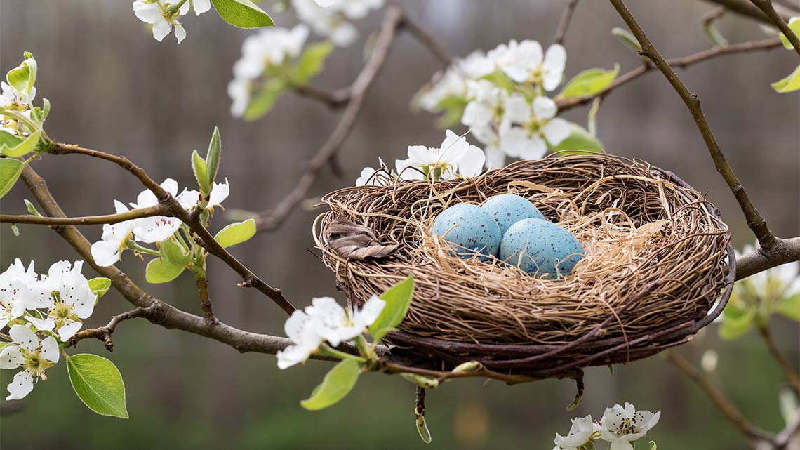 Twigs gathered on the branch of a tree into a nest containing three blue eggs.