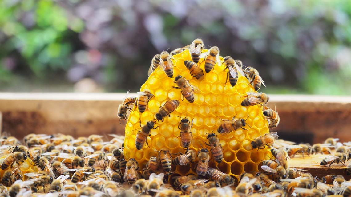 Bees building a honeycomb made of many little hexagons.