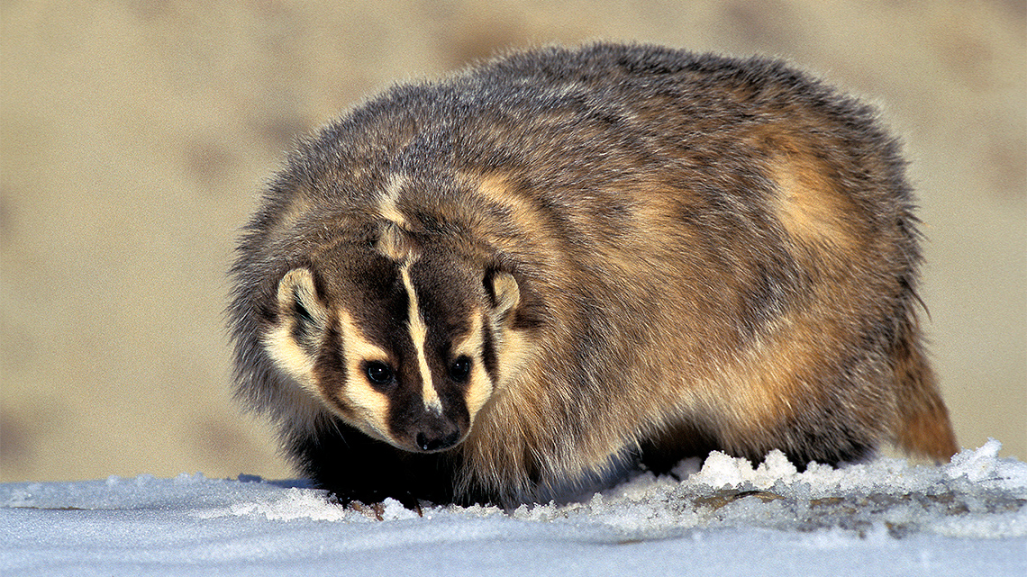 A North American badger walking in the snow.
