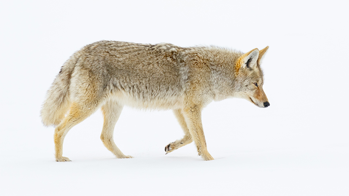 A coyote walking in the snow.