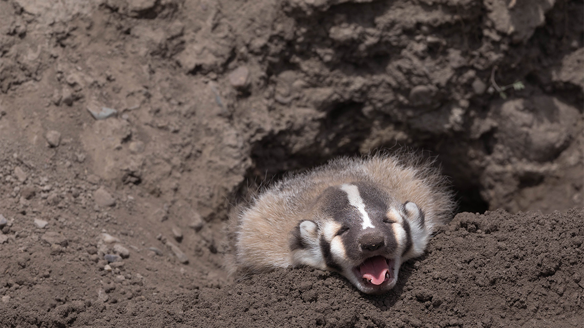 A sleepy North American badger cub laying on the dirt at the opening to its burrow lets out a big yawn.