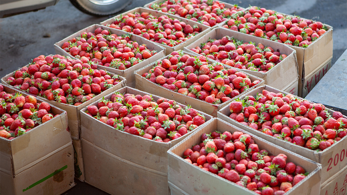 Several wooden crates filled with ripe strawberries sit on a paved road next to a sidewalk curb and on the sidewalk beside the paved road.