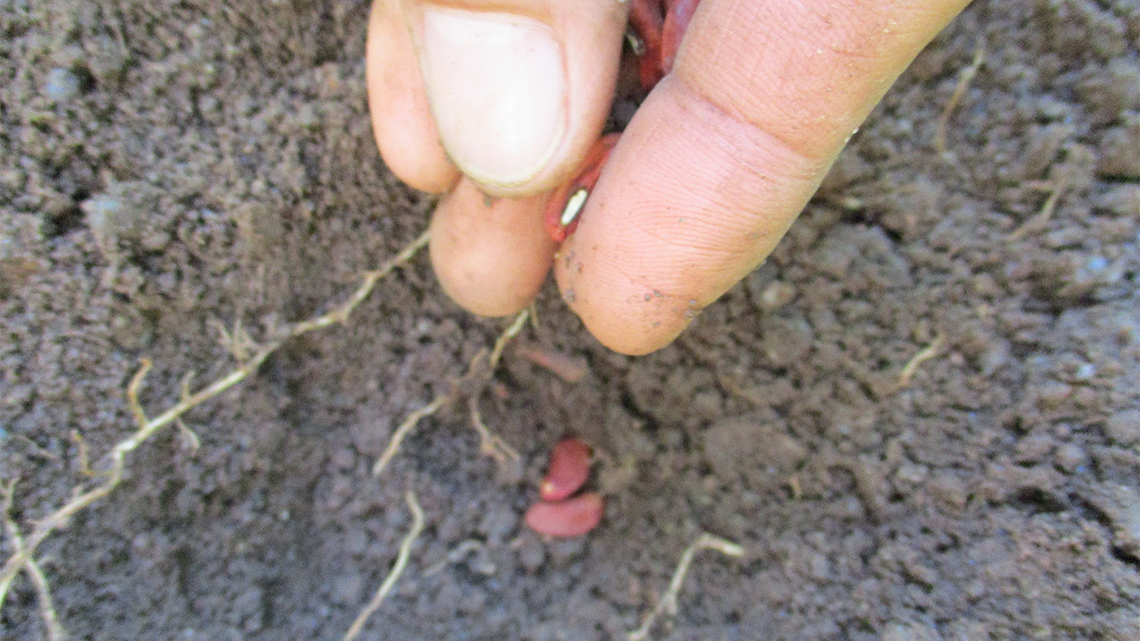 Someone’s hand as they plant a strawberry seed in a row of soil in a greenhouse.