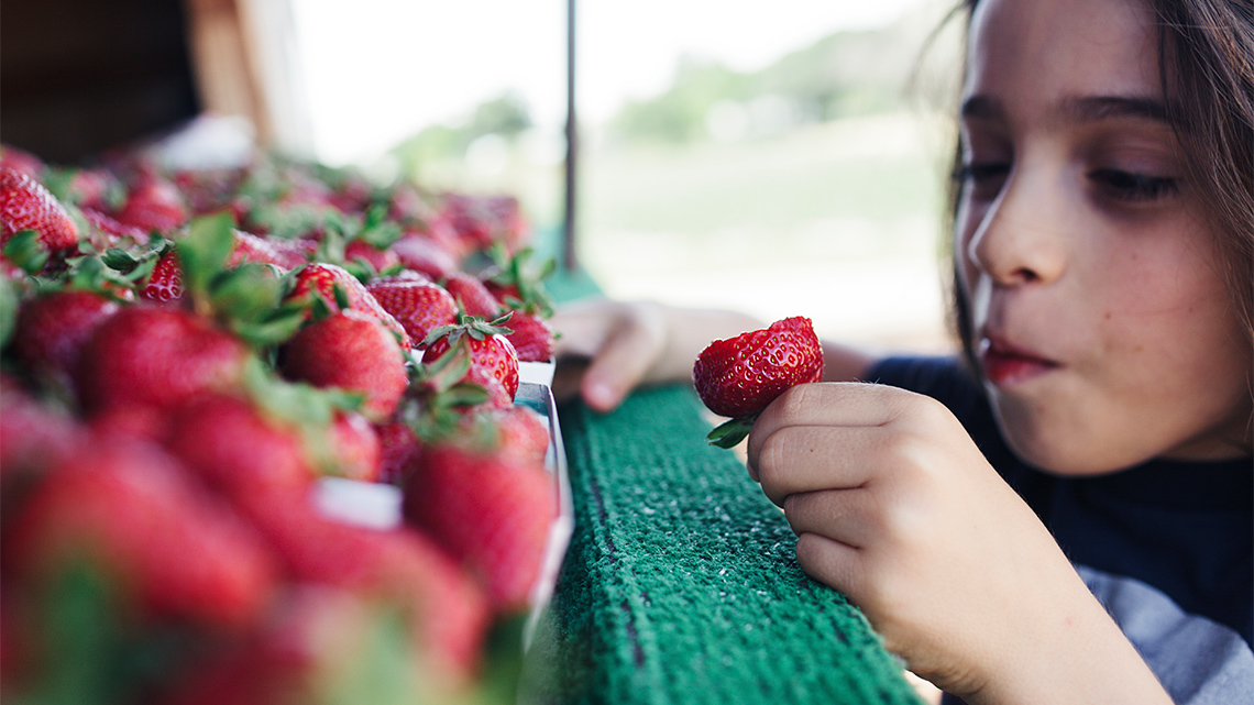 A young child eats a large ripe strawberry from cartons of strawberries at a farmer’s market stall outdoors on a sunny day.