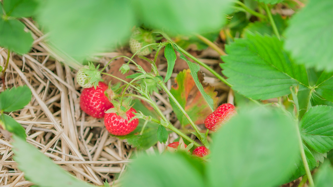 Strawberries in various stages of ripeness growing on a strawberry plant.