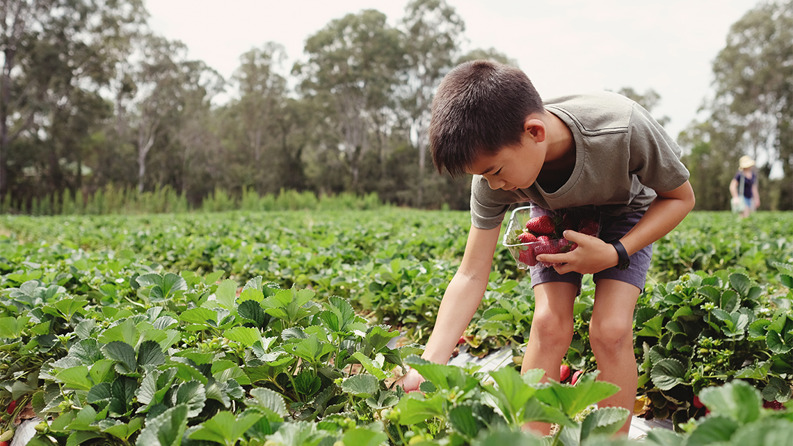 A young child bends over to pick strawberries from a row of plants in a strawberry field, holding a clear container filled with berries.