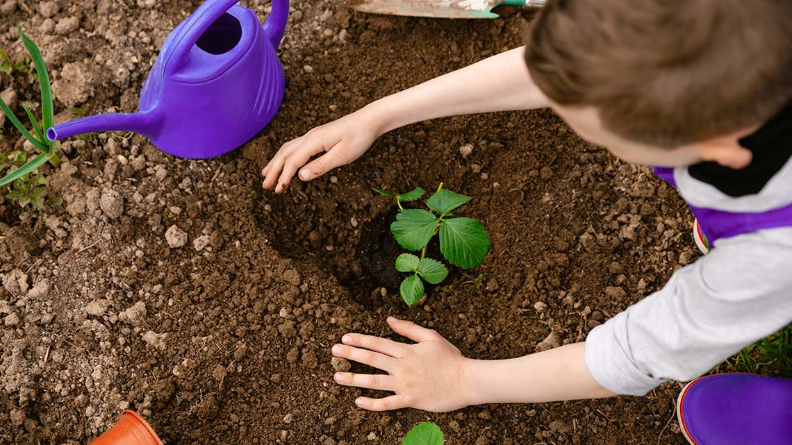 A young child plants a seedling in soil in a strawberry patch, with a watering can nearby. The child pats some soil around the seedling.