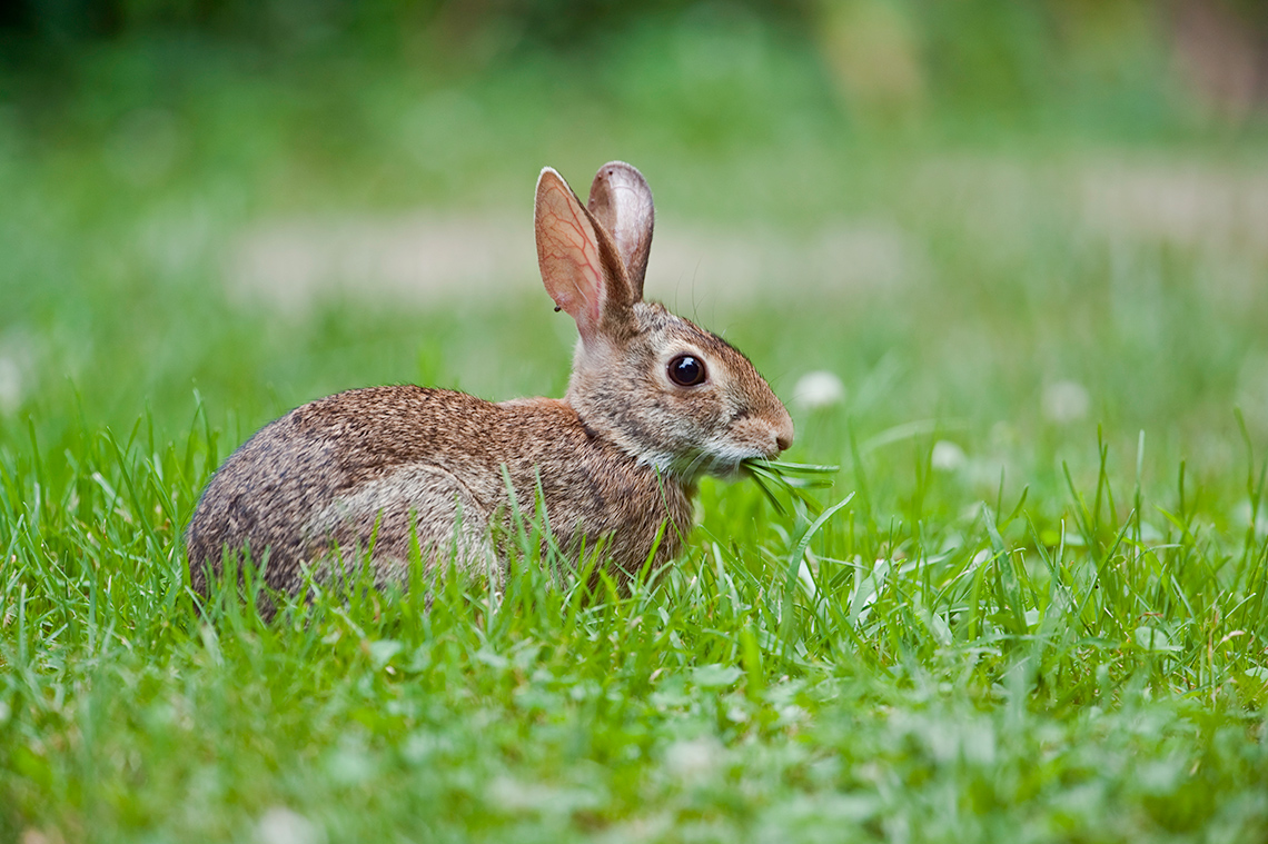An eastern cottontail rabbit sits in the grass munching on some blades of grass or leafy plants.