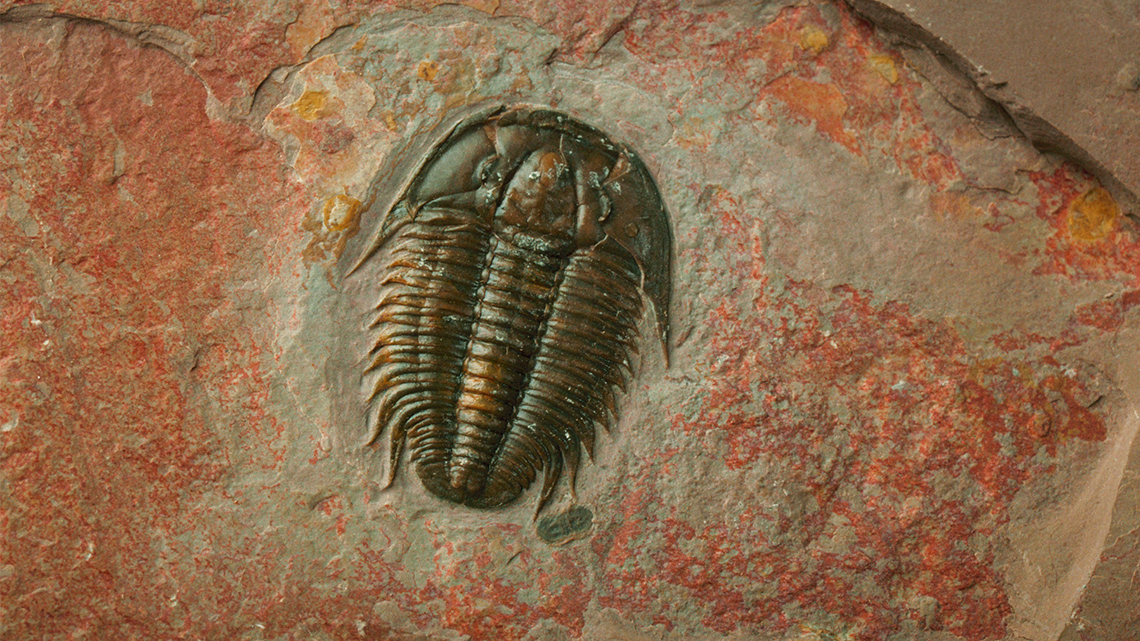 A trilobite fossil is embedded in sedimentary rock.