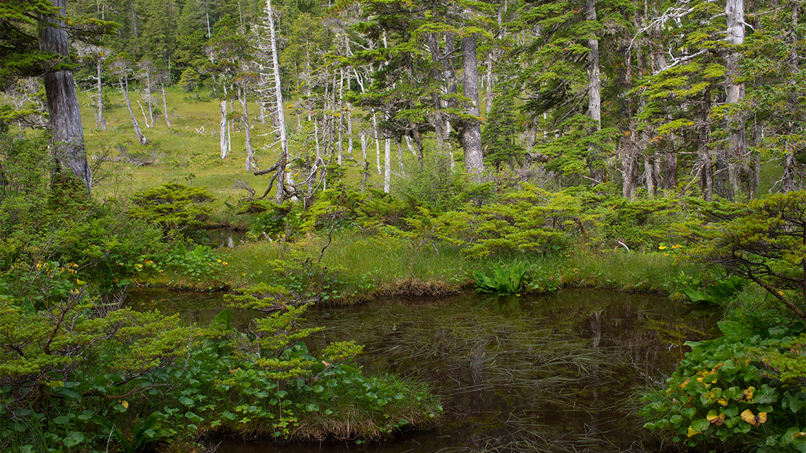 A spruce bog with water, sphagnum moss, and sedge surrounded by small shrubs and spruce trees on a cloudy day.