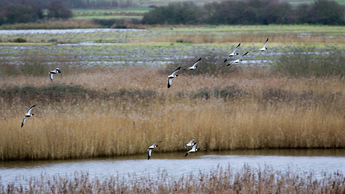 A marsh with channels of clear water interspersed with reeds and grasses. Ten wild ducks fly low over the clear water of the marsh.