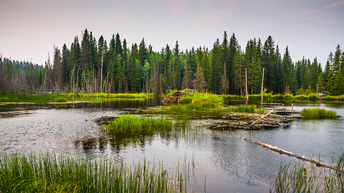 A swamp with tall spruce trees, long grasses, areas of clear water, and a beaver lodge towards the back of the swamp on a partly cloudy day.