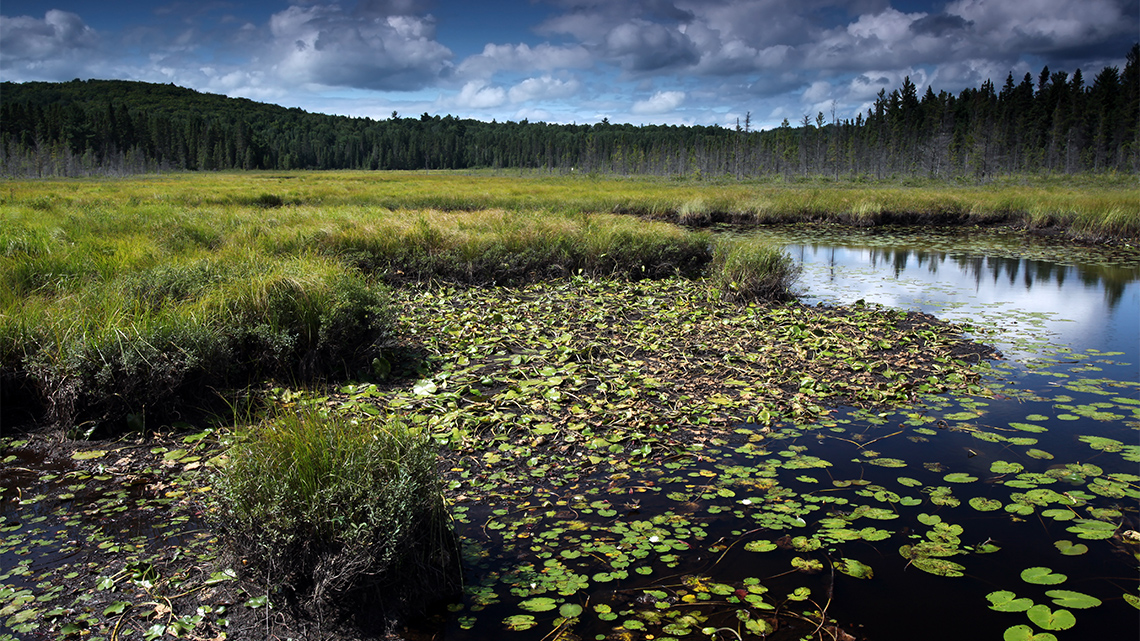 A spruce bog with spruce trees along the outside edge, medium tall grasses surrounding pools of water, and lily pads floating on open water.