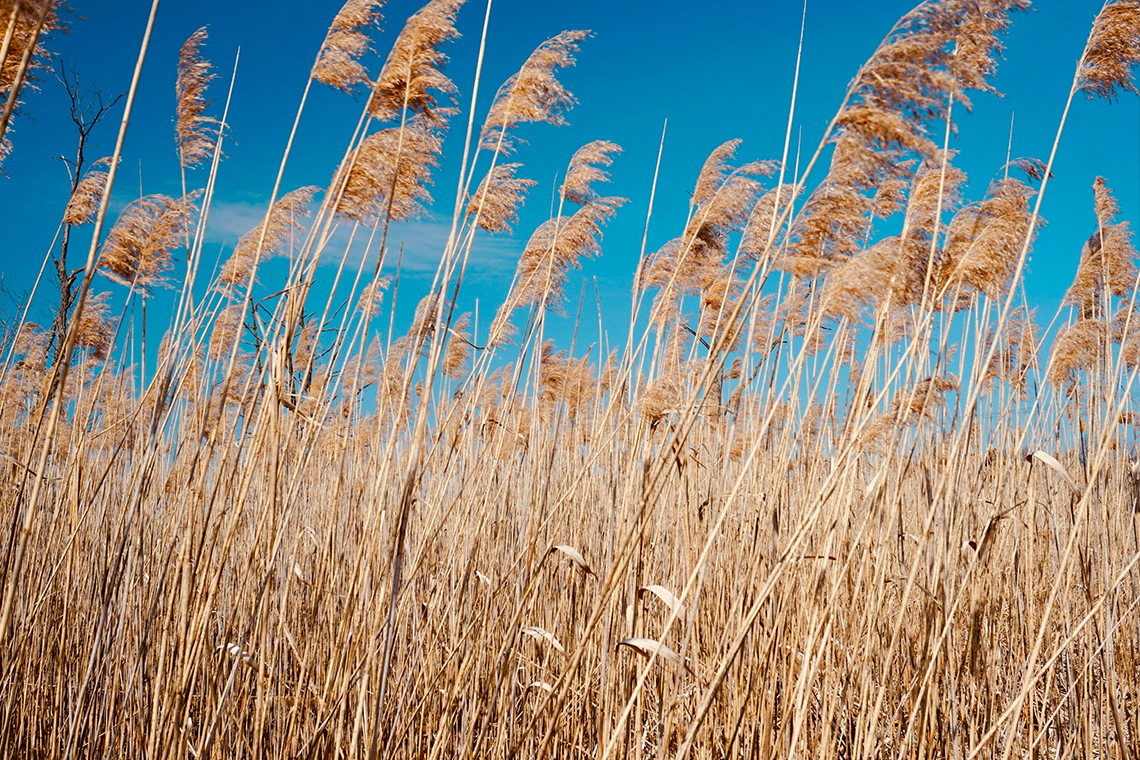 Tall dry reeds called phragmites blow in the wind in a field on a clear sunny day.
