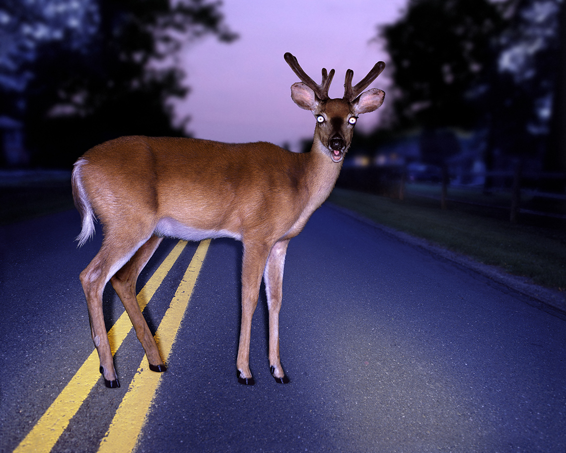 A deer stands still in the middle of a paved road, its mouth open and its eyes reflecting the light from an approaching car’s headlights.