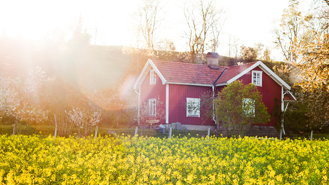 Wooden cottage with blooming fields of flowers nearby on a spring day.