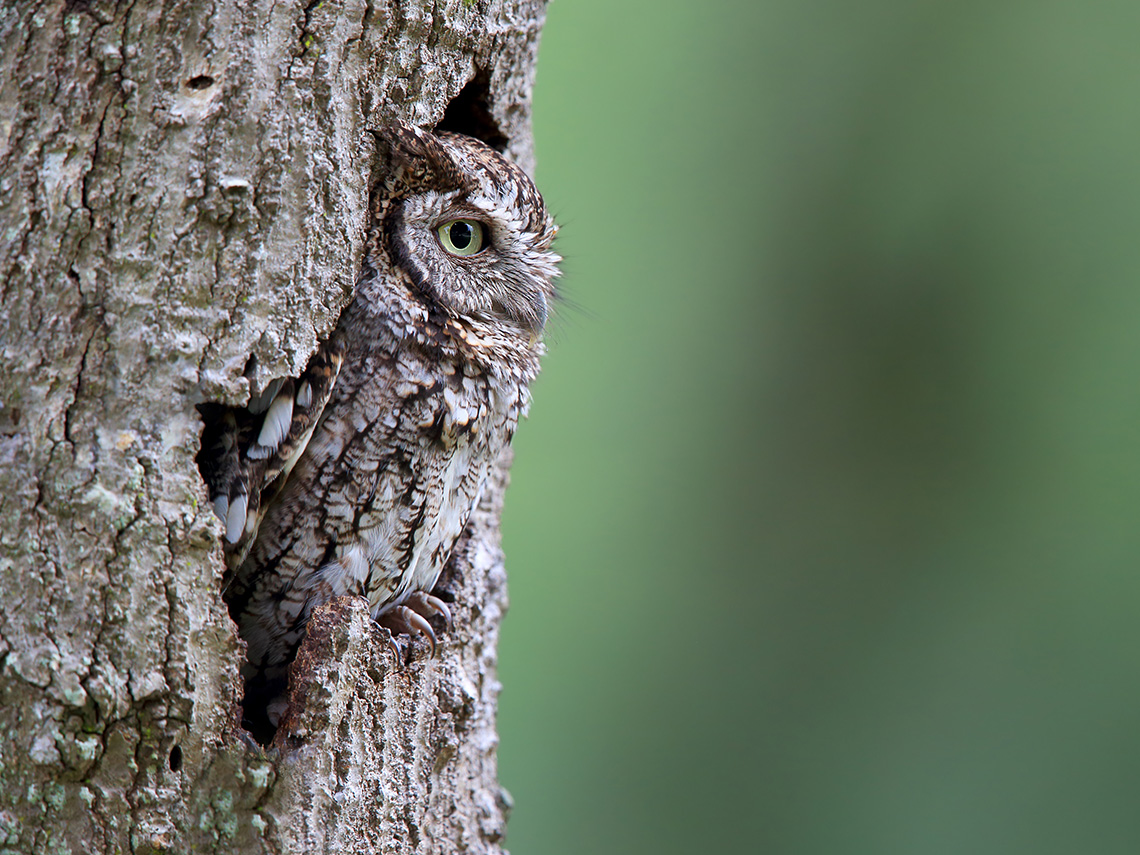 A brown and grey owl sits inside an opening in a tree and camouflages themselves to appear the same as the tree bark.