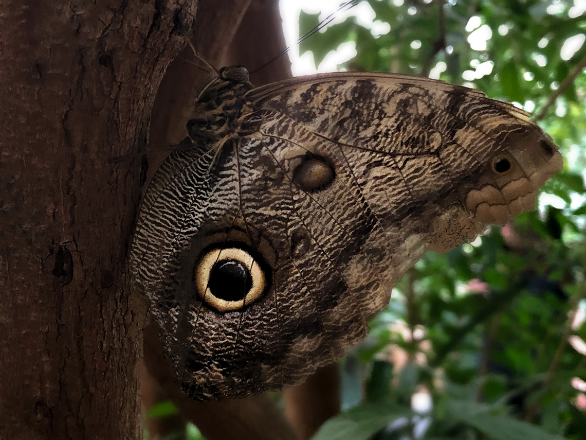An owl butterfly rests against the trunk of a tree. The pattern on its wing resembles an owl’s eye.