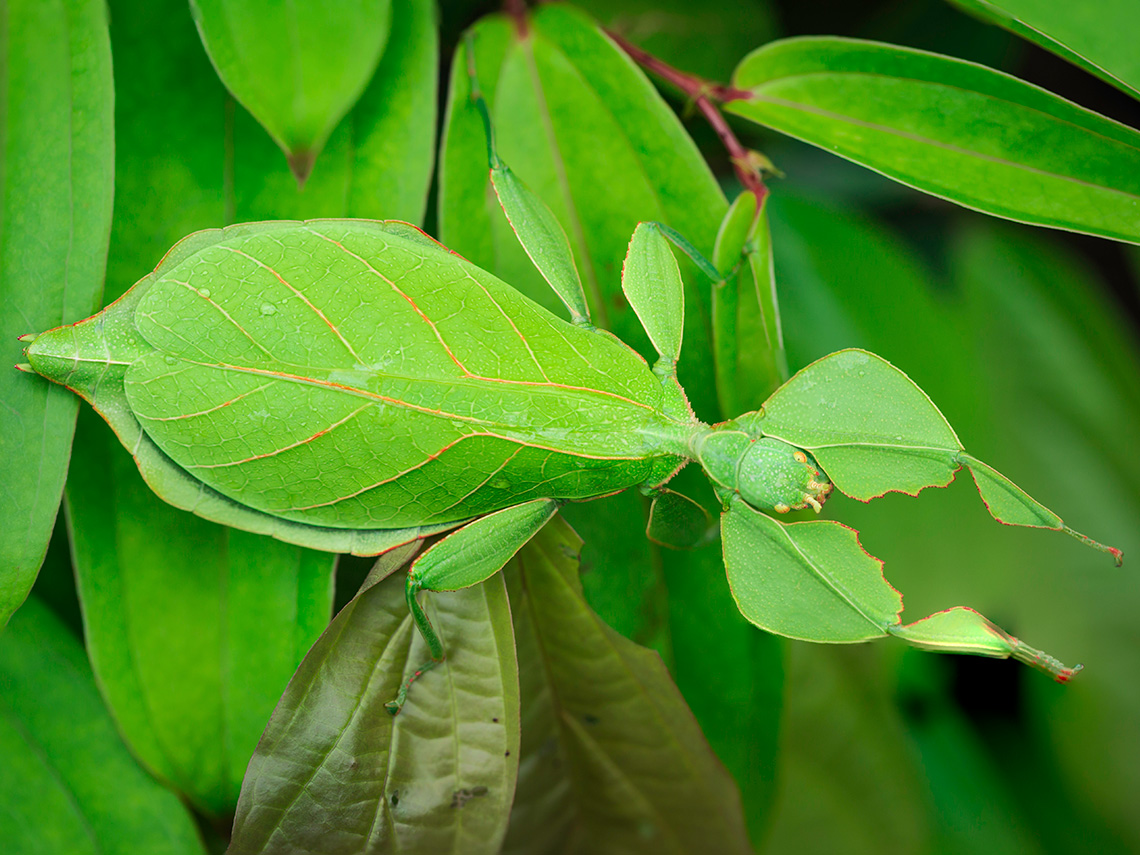 A leaf bug camouflages itself as it sits amongst other leaves of a similar shape and size.