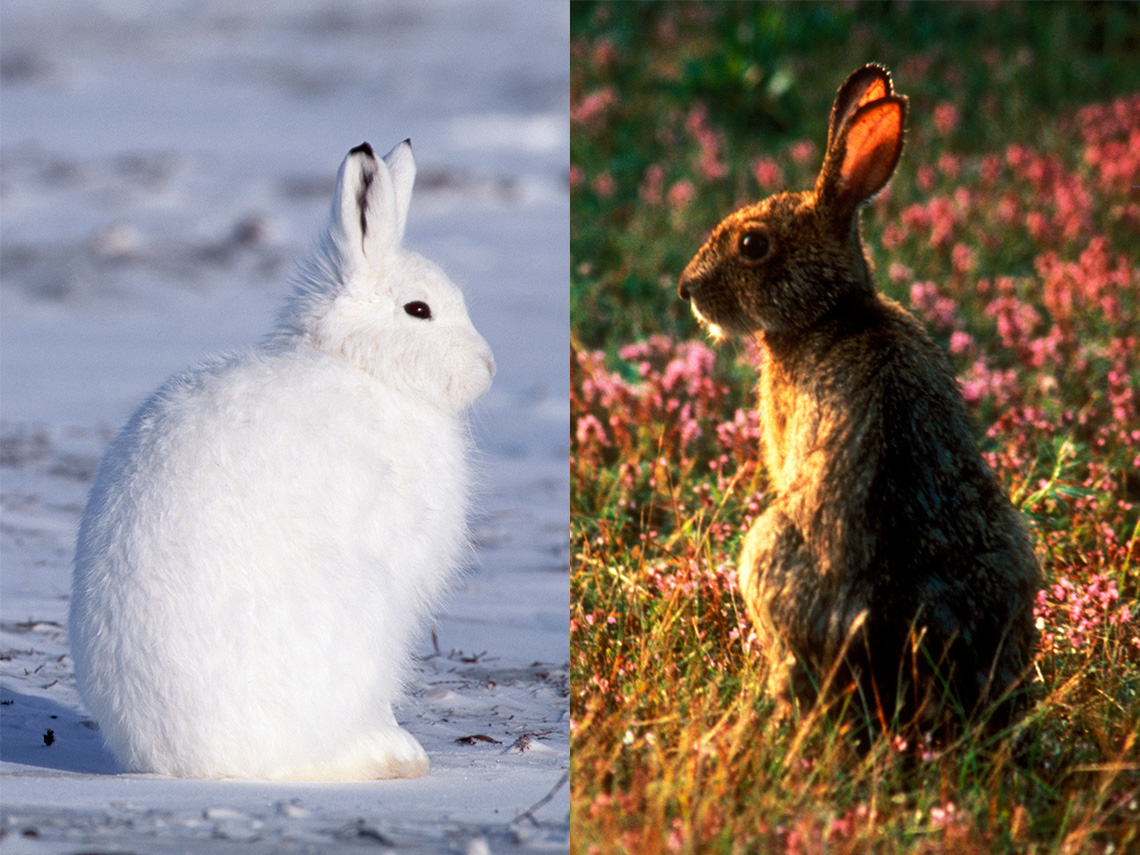 A white rabbit sitting in the snow, and a brown rabbit sitting in a field.