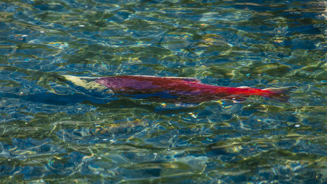 Pink salmon swimming in the water.
