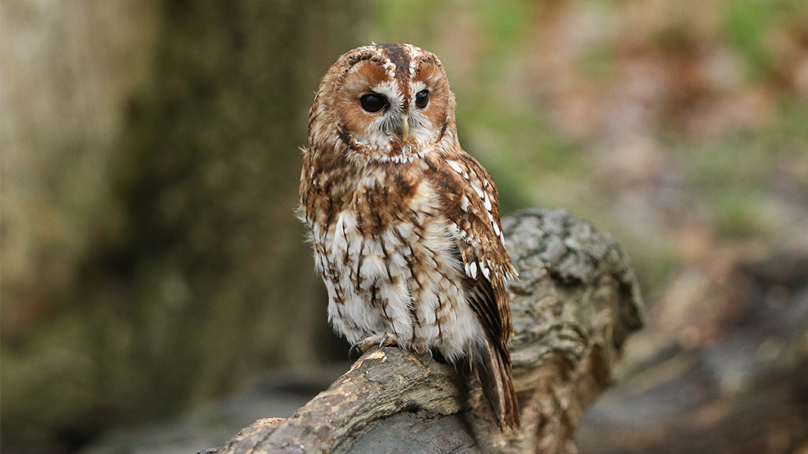 A tawny owl sitting on a tree branch.