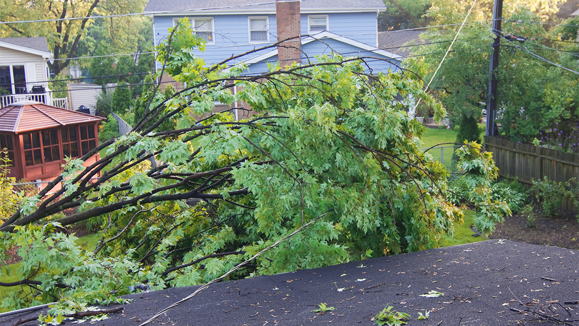 A branch from a maple tree has fallen and is laying on a power line in a yard. 