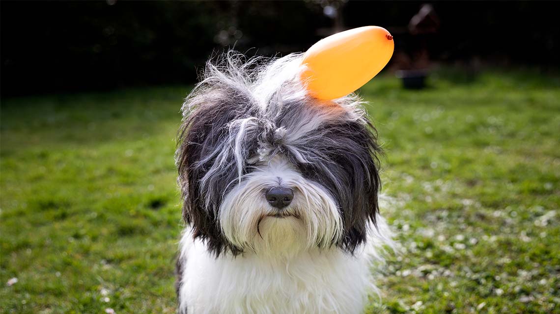 Small dog with long hair. There’s a small orange balloon stuck to the dog’s head.