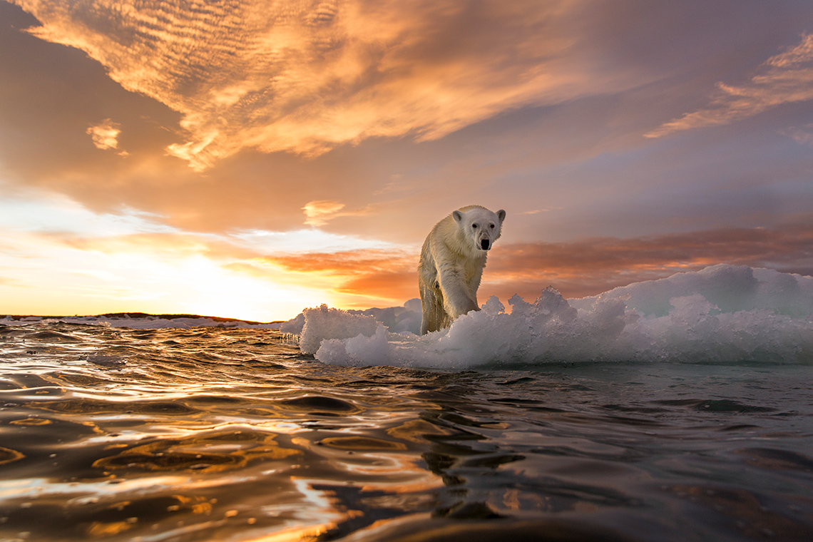 A polar bear walking along an iceberg. 