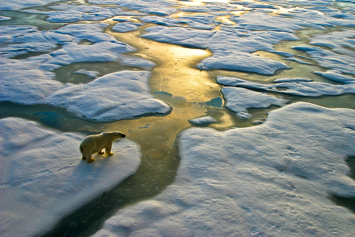 Ice melting as a polar bear walks across the ice.