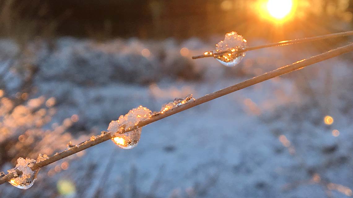 Ice melting on a branch as the sun shines in the background.