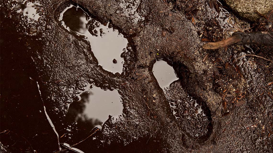 Footprints in wet soil.