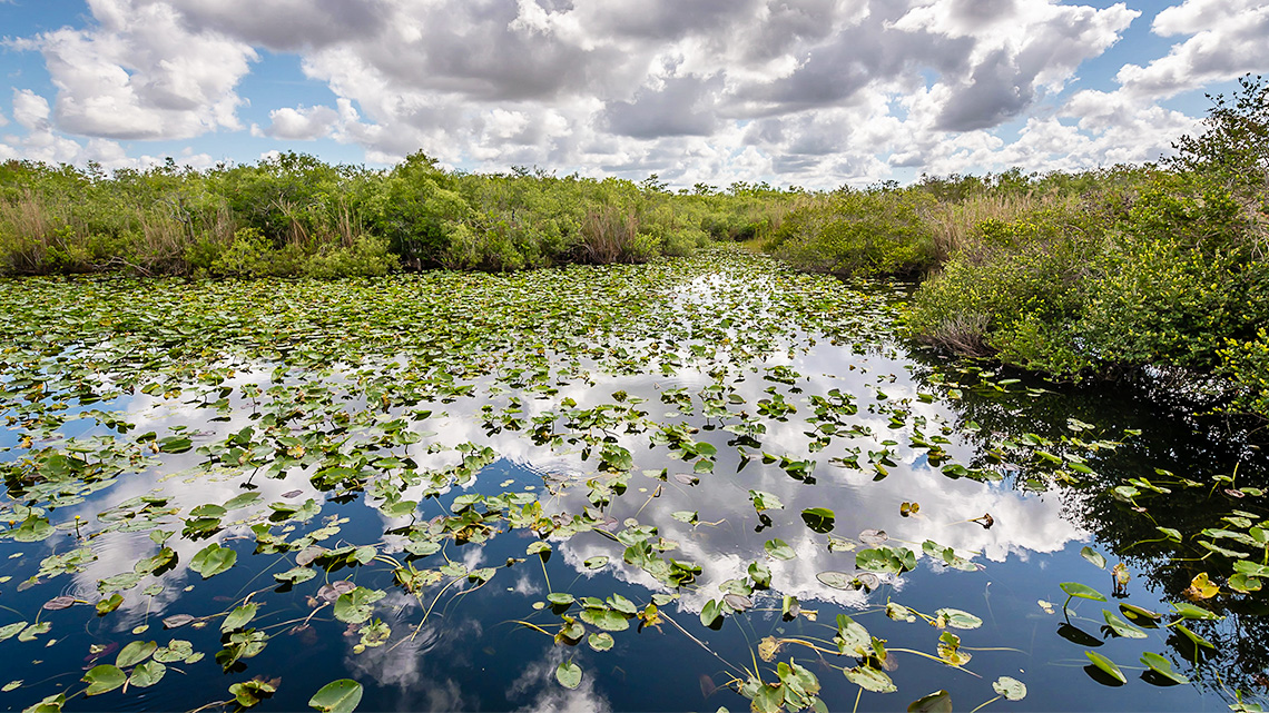 A picture of a body of water covered in plant life with trees and shrubs in the back ground.