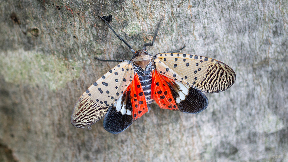 A moth.