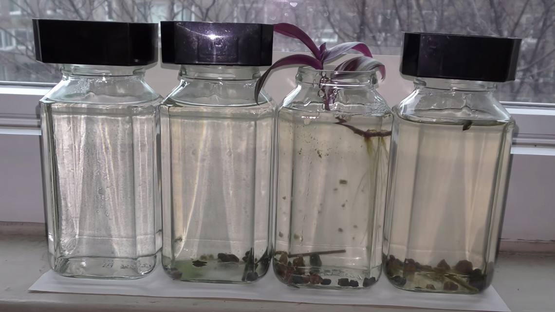 Fish food flakes are added to jar 2, 3, and 4.