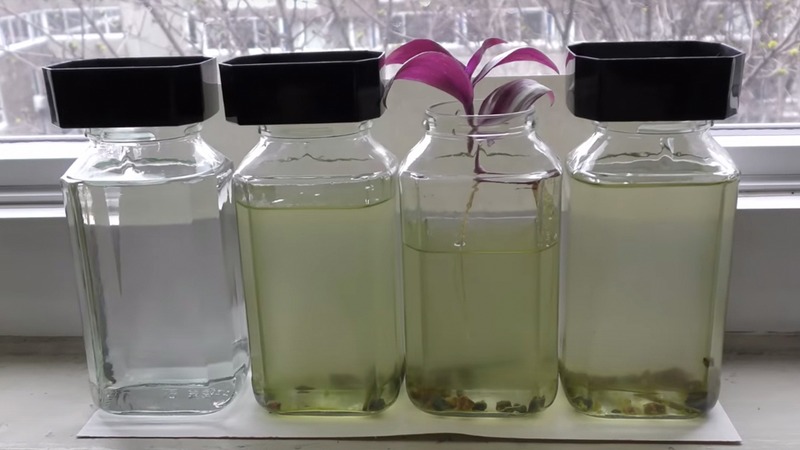 Algae blooming in jar 2, 3, and 4.