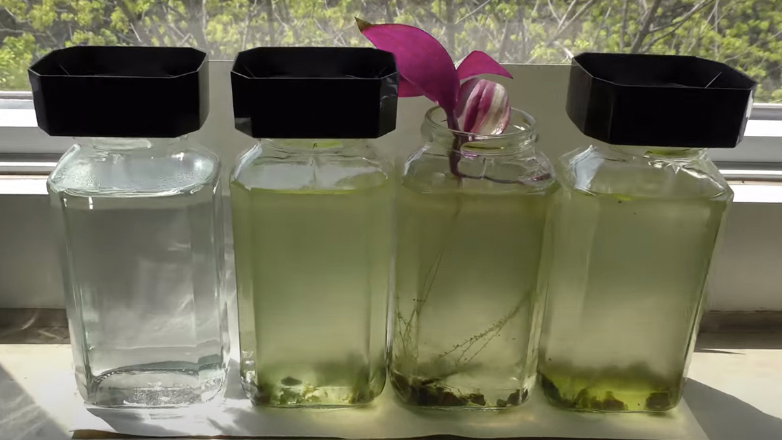 Algae blooming in jar 2, 3, and 4 with fish food on the bottom.