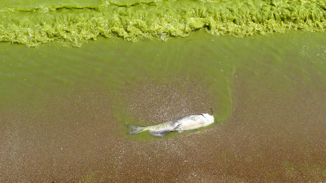 A dead fish in algae bloom water.