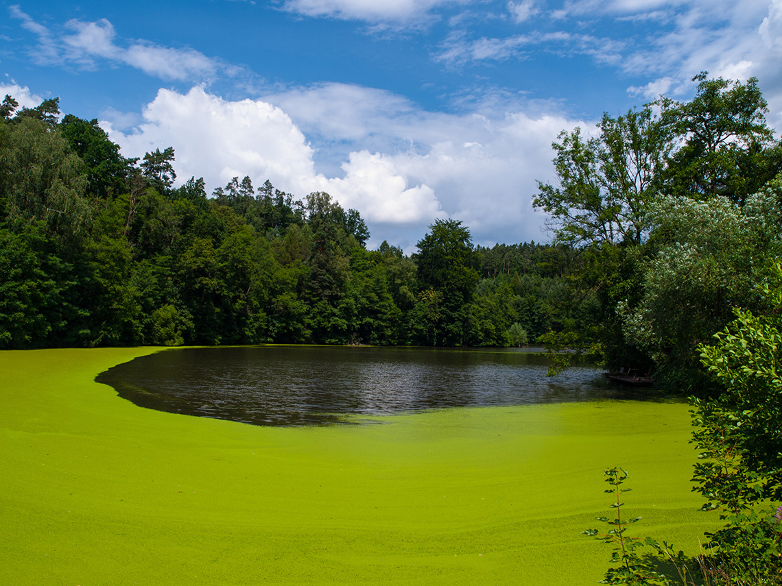 A large body of water covered with a large algae bloom which covers much of the shoreline.
