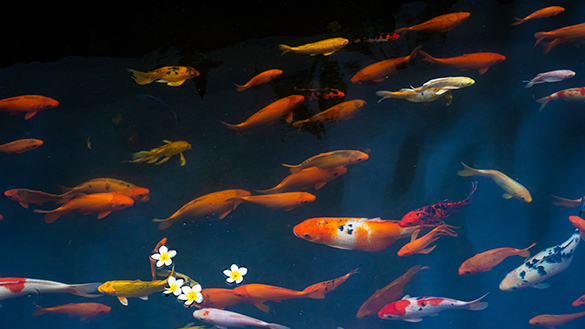 Fish swimming.