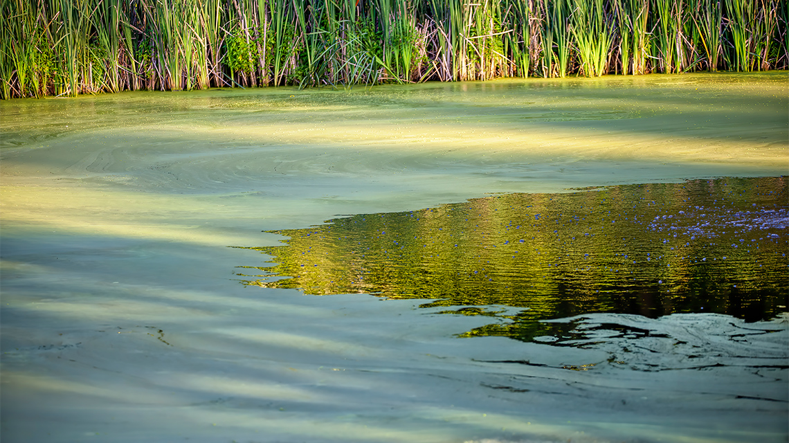 A body of water covered in algae blooms.