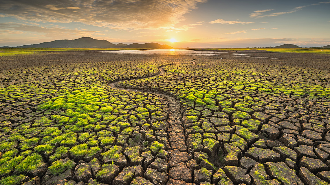 Dry and cracked ground beginning to grow grass again.