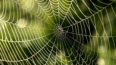 Spider web.