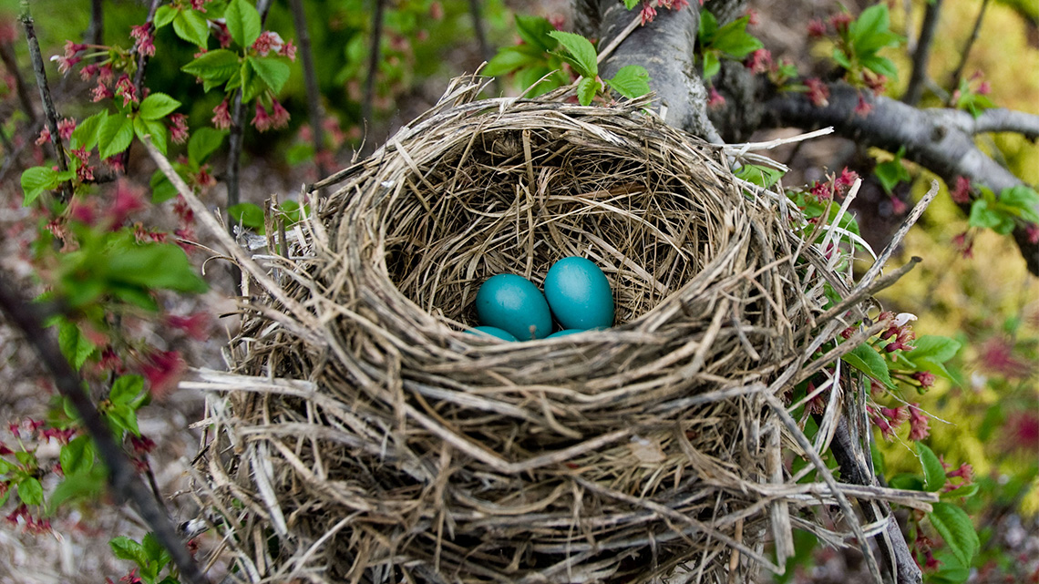 Round and open top bird nest with eggs.