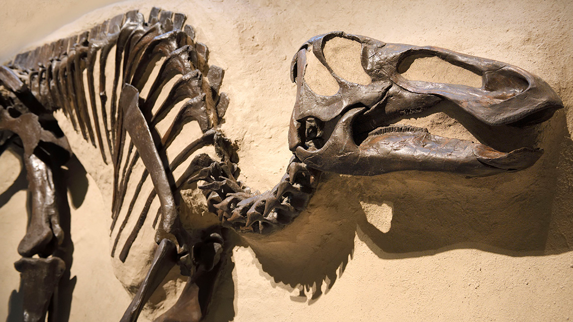 Dinosaur skeleton fossils and bones on display.
