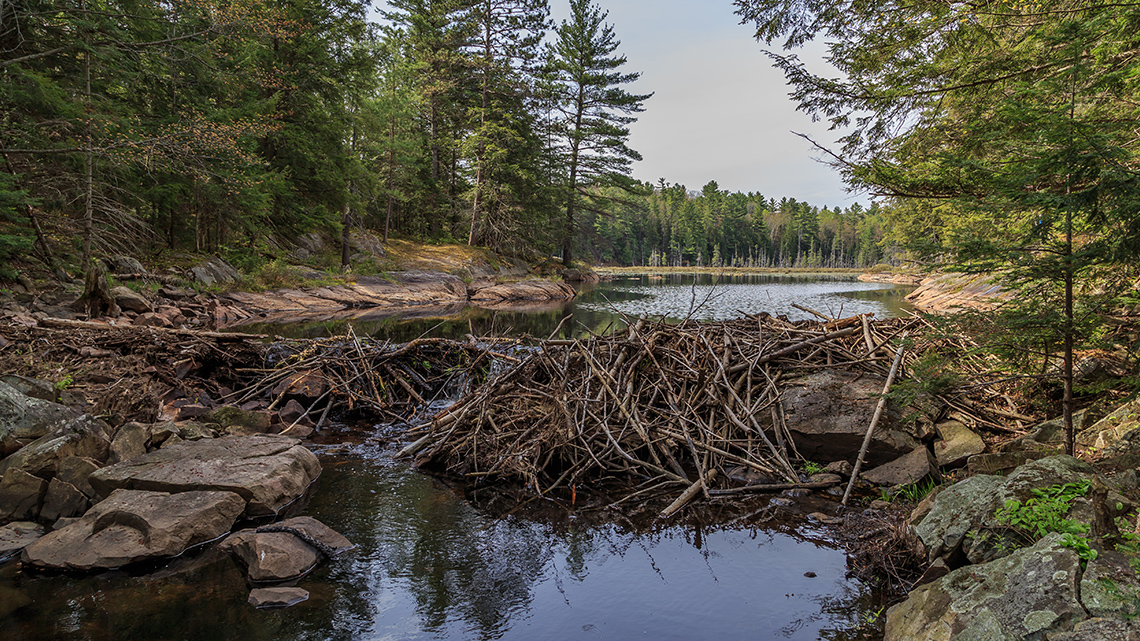 A beaver dam built of layered tree branches stretches across a stream.
