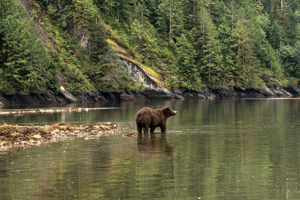 A bear standing in a stream.