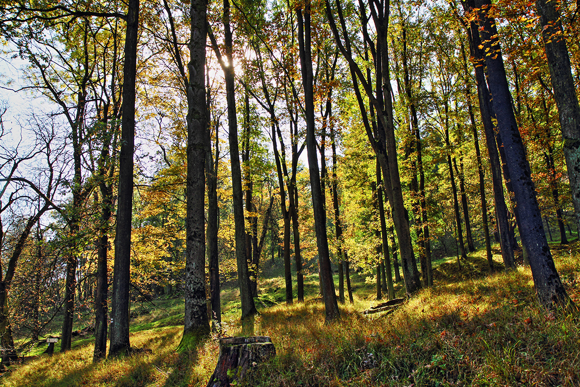 A forest filled with tall trees.