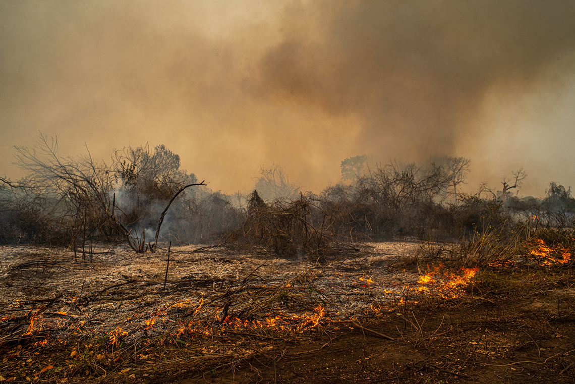 The aftermath of a forest fire.